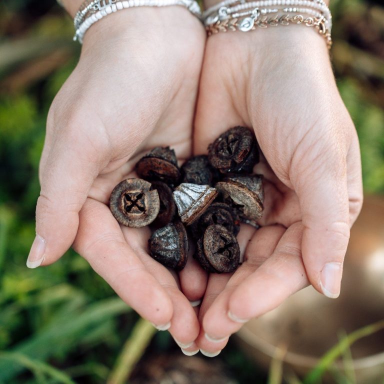 Main dans une paume tenant des graines sombres, entourées de verdure.